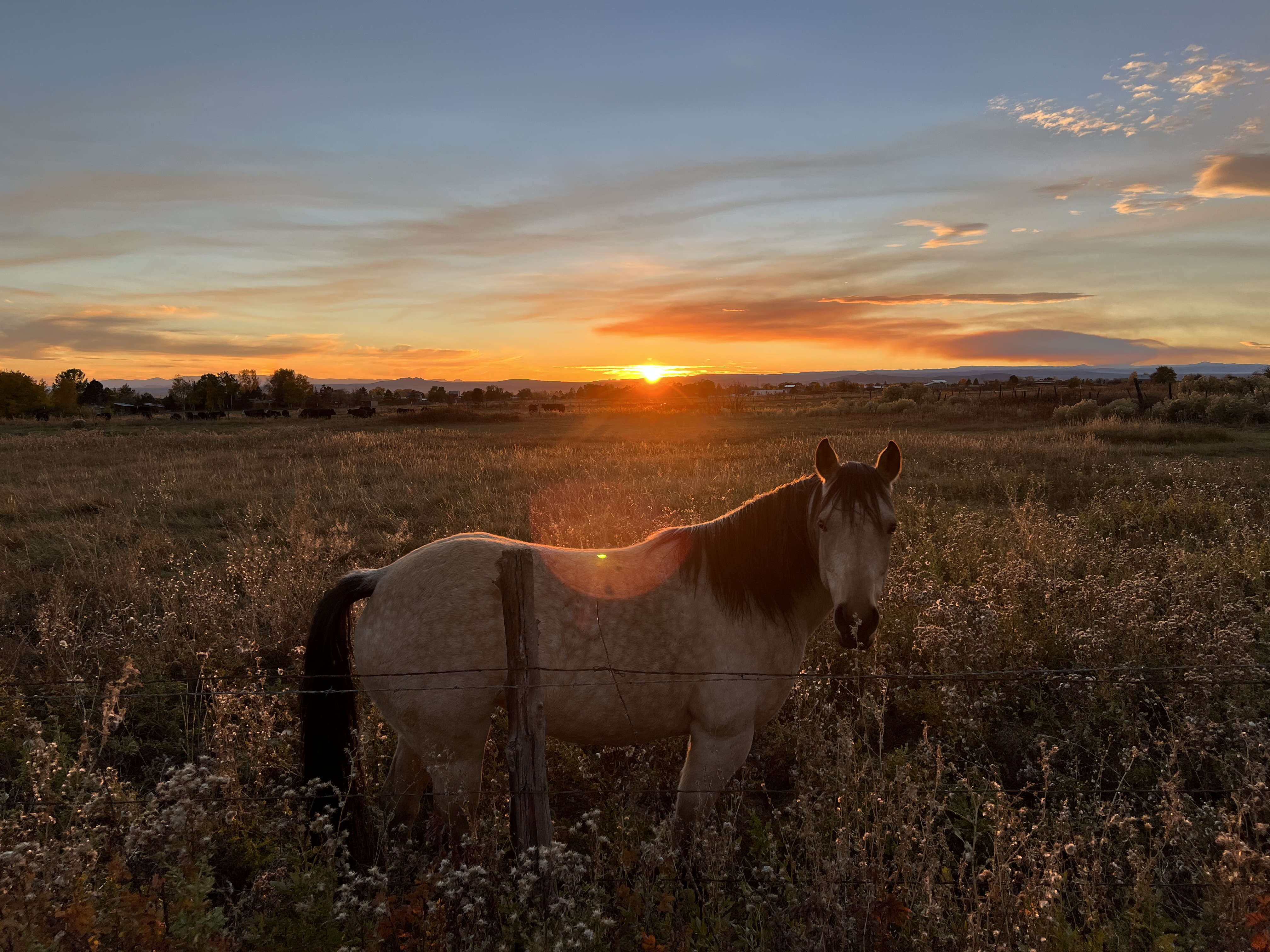 Horses