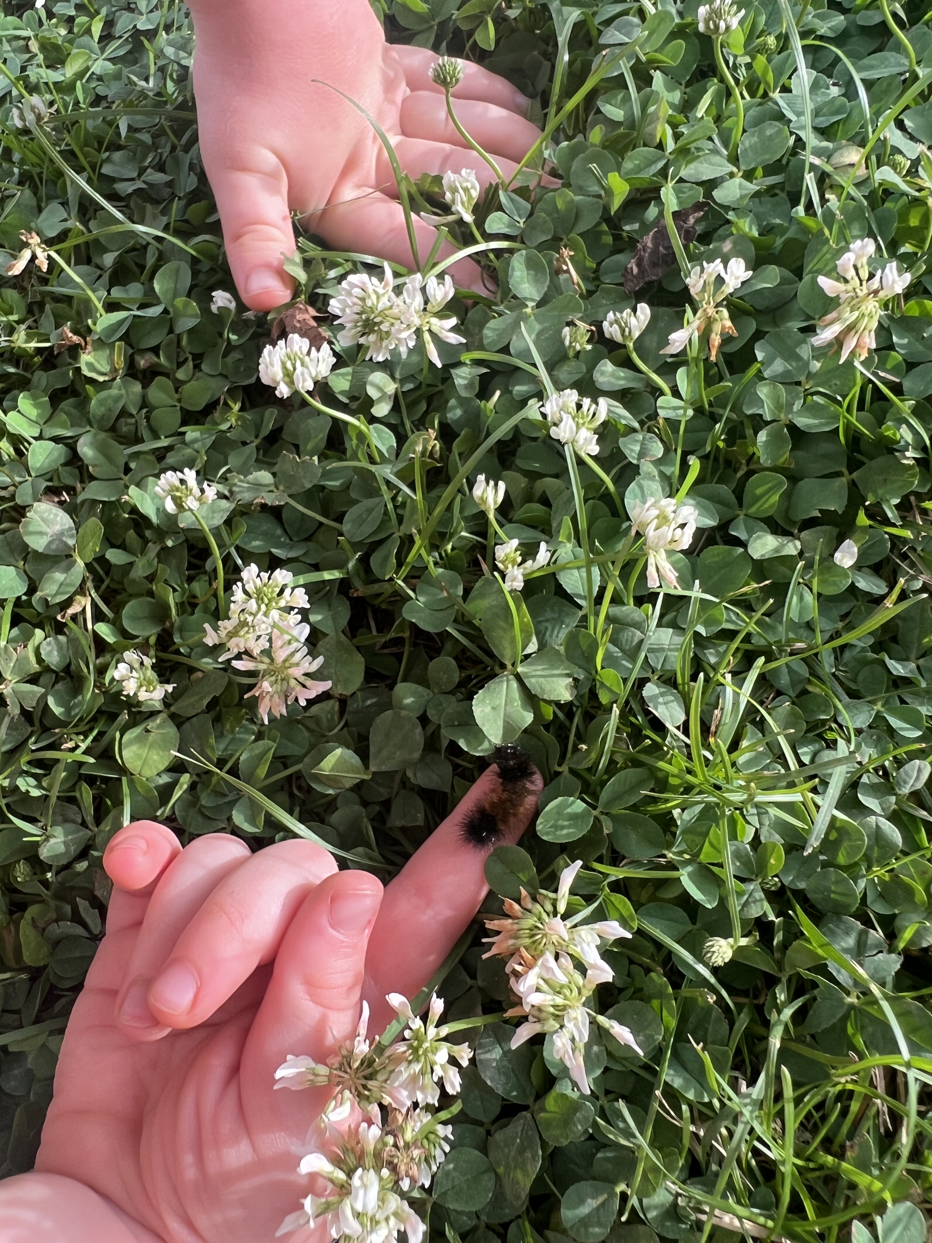 Young child gently observing a fuzzy caterpillar on his finger while exploring clover and wildflowers outdoors.
