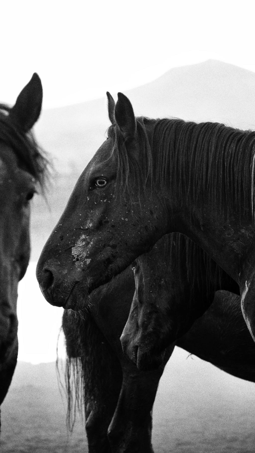 Wild Horses