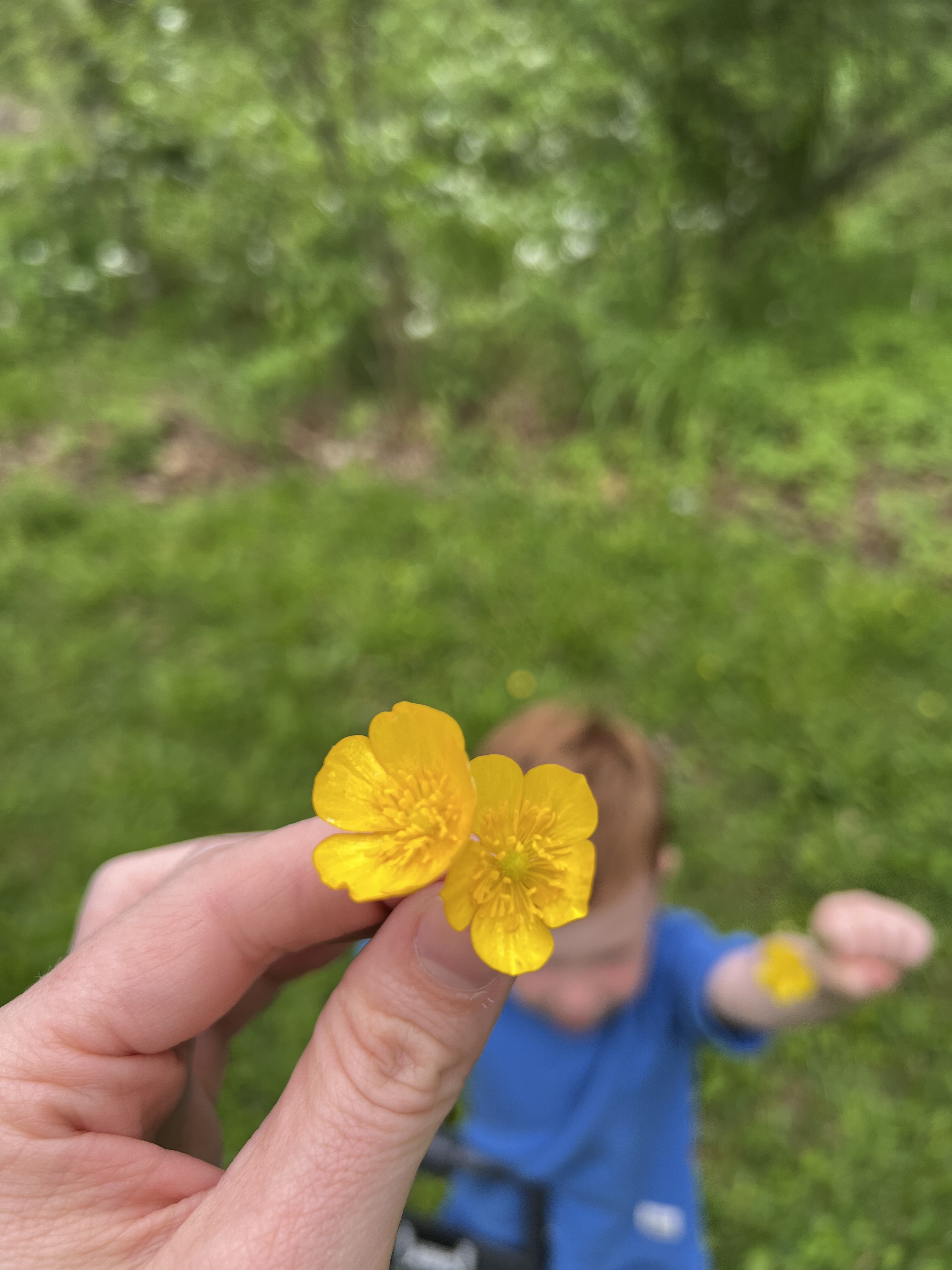 Young child handing yellow wildflowers to his mother during a walk outdoors.