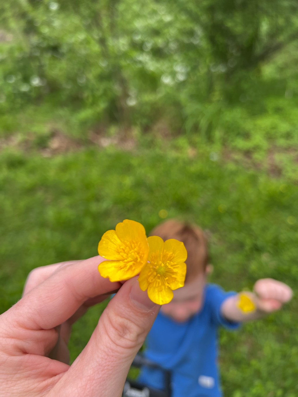 Young child handing yellow wildflowers to his mother during a walk outdoors.